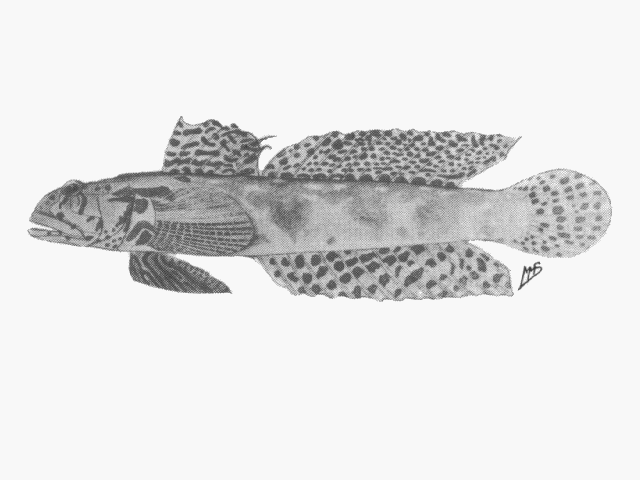 Oxyurichthys lemayi