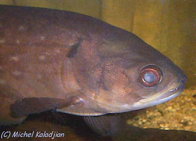 Papyrocranus afer