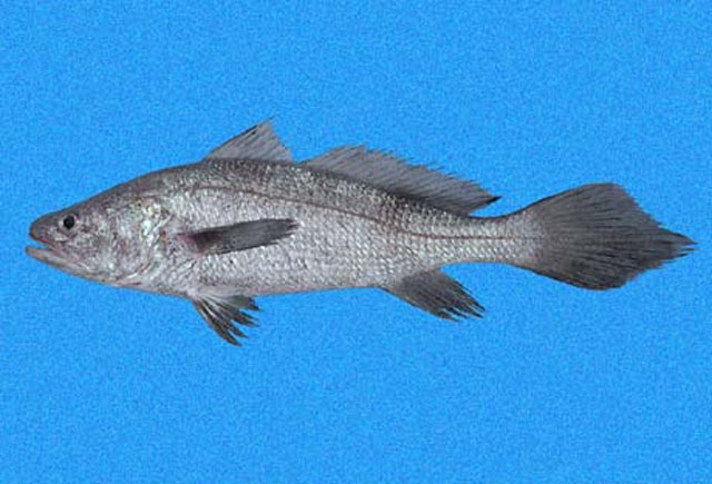 Paranebris bauchotae