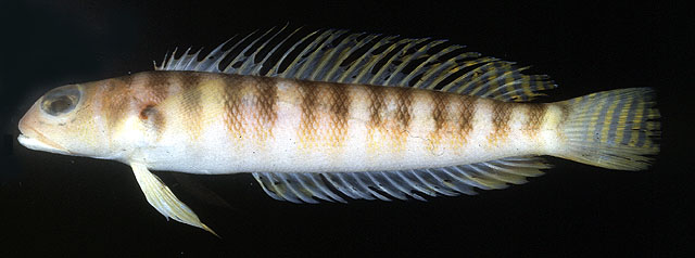 Parapercis binivirgata