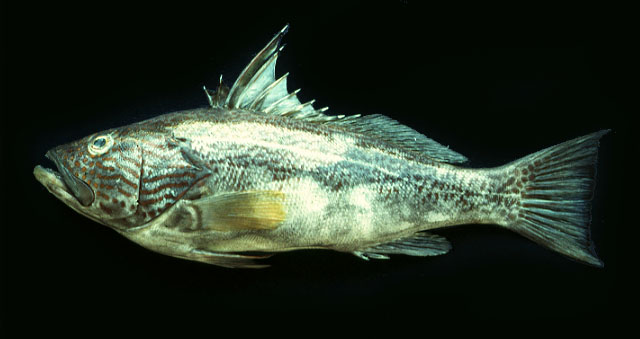 Paralabrax callaensis