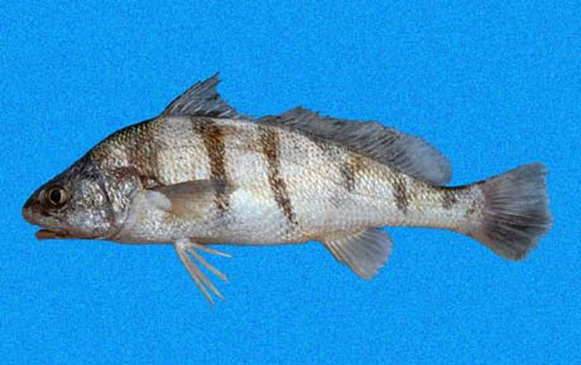 Paralonchurus dumerilii