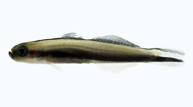 Parioglossus formosus