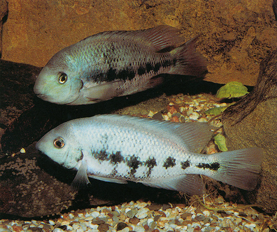 Paraneetroplus gibbiceps