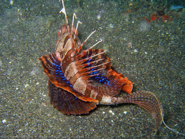 Parapterois heterura