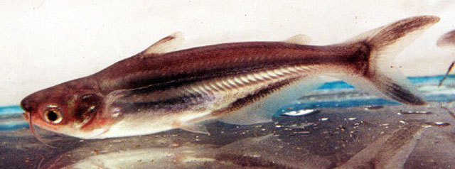 Pahyp_u3.jpg