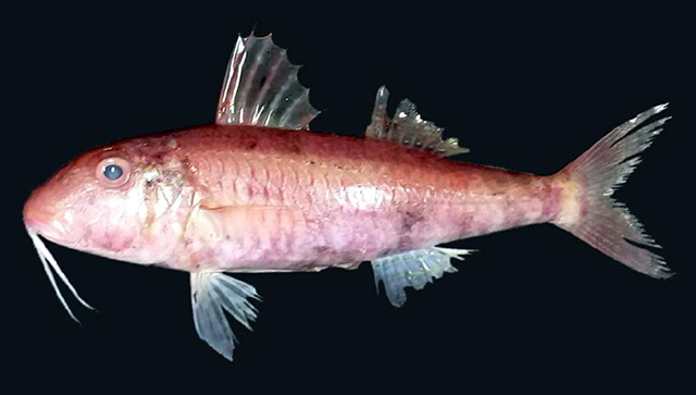 Parupeneus jansenii