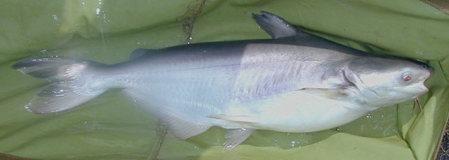 Pangasius kunyit