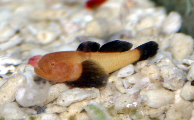 Paragobiodon lacunicolus