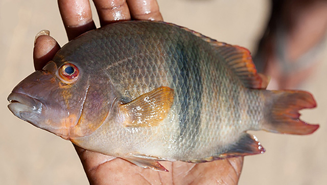 Paretroplus lamenabe