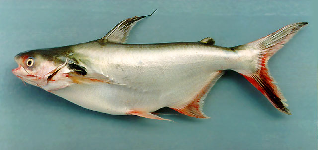 Pangasius larnaudii