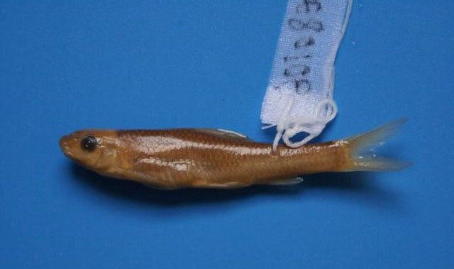 Parasinilabeo longicorpus