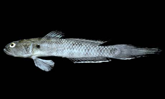 Parrella lucretiae