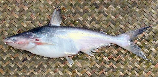 Pangasius nasutus