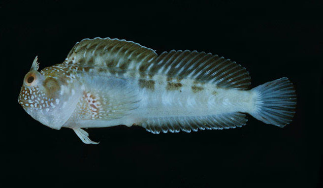 Parablennius opercularis