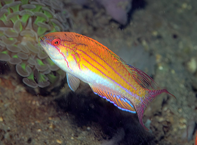 Paracheilinus paineorum