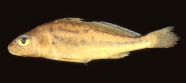 Pachyurus paucirastrus