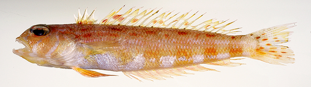 Parapercis rubricaudalis