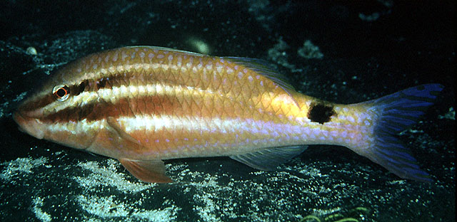 Parupeneus spilurus