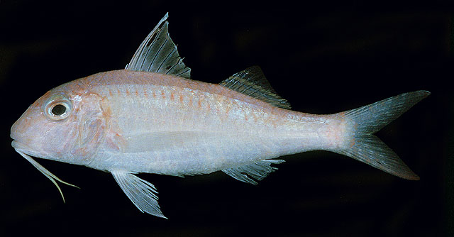 Parupeneus procerigena