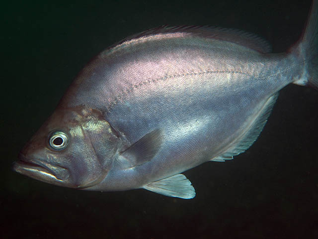 Parascorpis typus