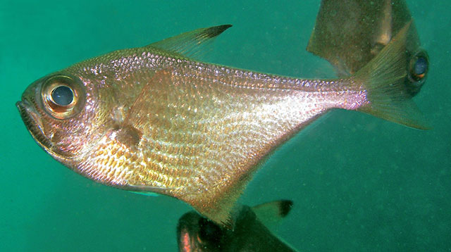 Pempheris darvelli