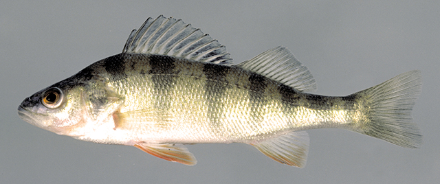 Perca flavescens