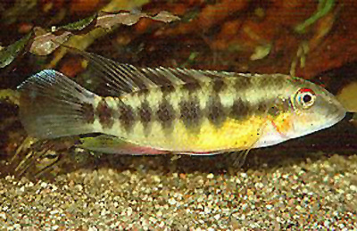 Wallaceochromis humilis