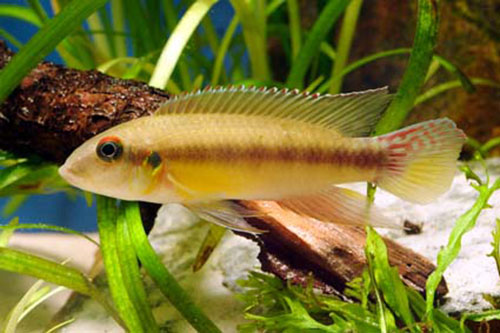 Wallaceochromis humilis