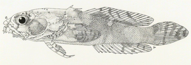 Perulibatrachus kilburni