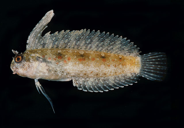 Petroscirtes mitratus