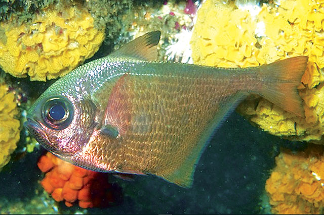 Pempheris nesogallica