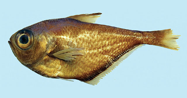 Pempheris orbis