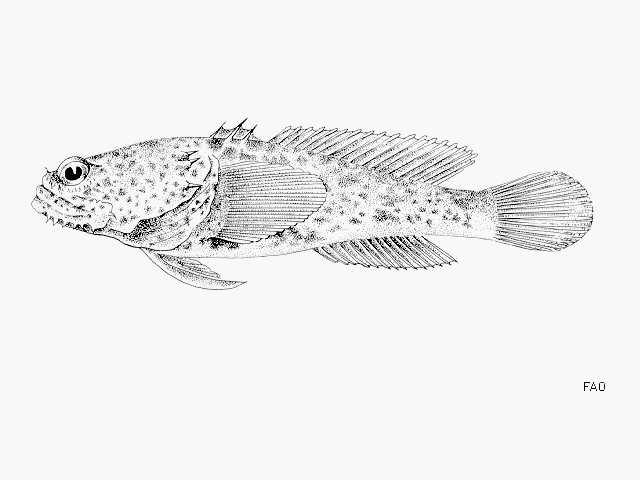 Perulibatrachus rossignoli