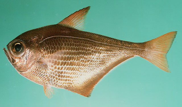 Pempheris malabarica