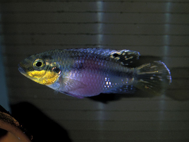 Pelvicachromis subocellatus