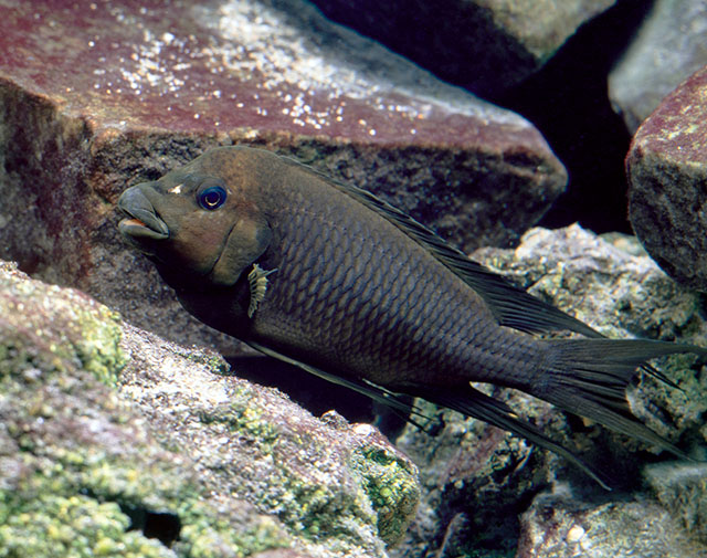 Petrochromis trewavasae