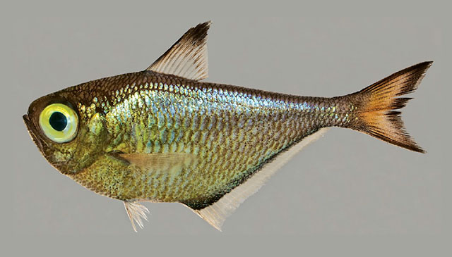 Pempheris viridis