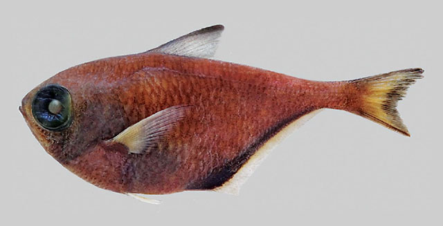 Pempheris zajonzi