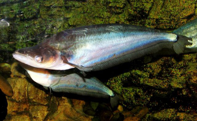 Phalacronotus bleekeri