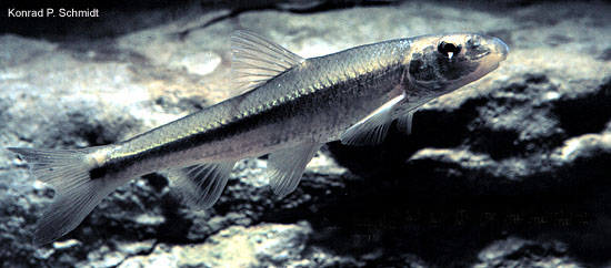 Phenacobius mirabilis