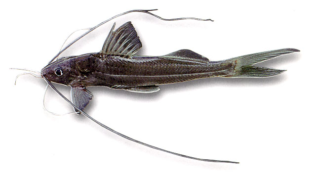 Pimelodus grosskopfii