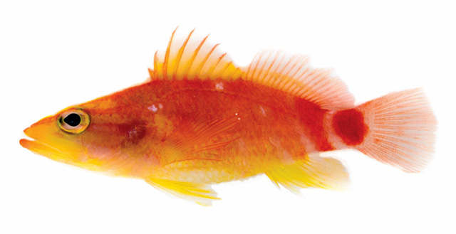 Plectranthias ahiahiata