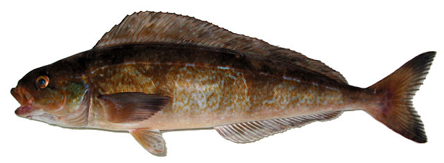 Pleurogrammus azonus