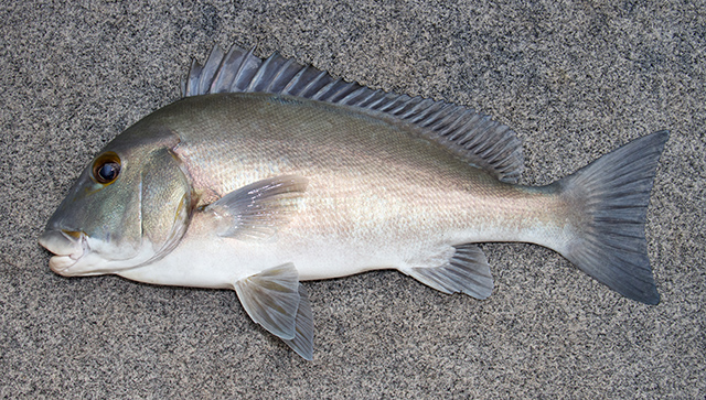 Plectorhinchus caeruleonothus