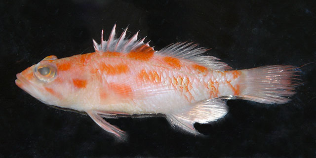 Plectranthias elongatus