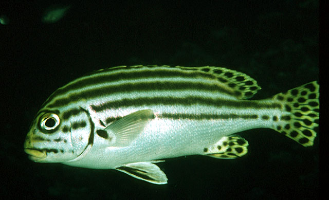 Plectorhinchus lessonii