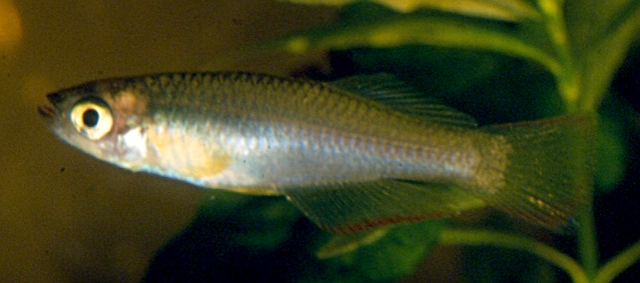 Plataplochilus loemensis