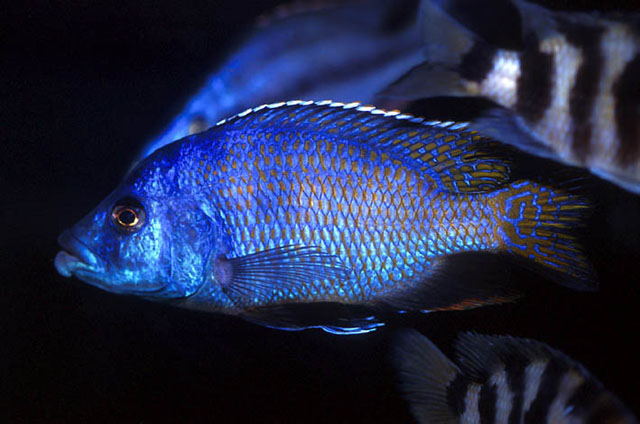 Placidochromis milomo