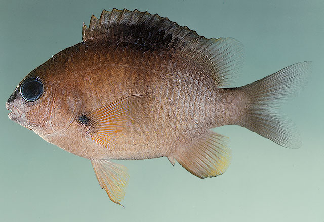 Plectroglyphidodon randalli